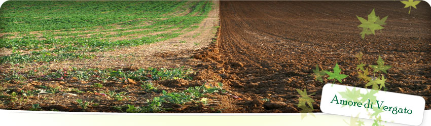 Amore di Vergato